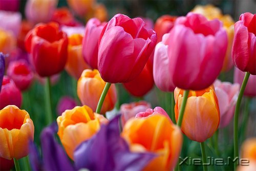 不要轰轰烈烈,只求安安心心 (3)