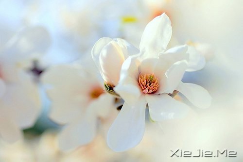 �Ҳ��³��󣬶�����������ȥ (8)