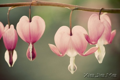 看自己的风景,行自己的人生 (5)