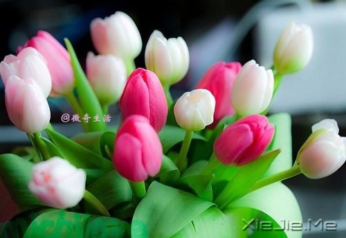 ����Ϊ˭л����лΪ˭�� (2)