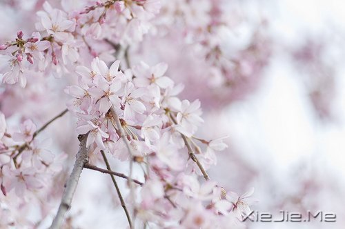 ��Ҫ��Ц���˵Ị̇���ֻ����û�о��������� (8)