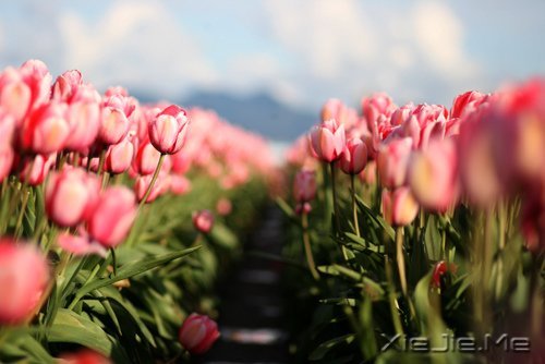 早安心语:找一个理由,去否认忧伤 (11)