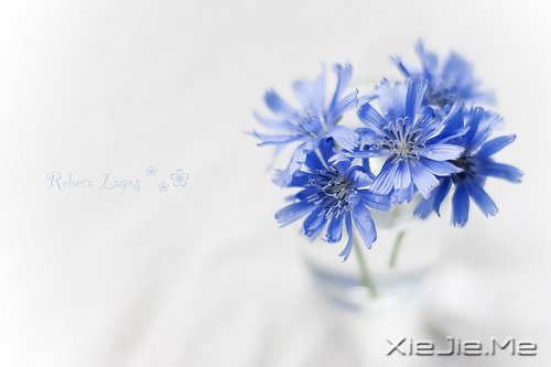 早安心语:我们总是在别人的故事里,流着自己的眼泪 (7)