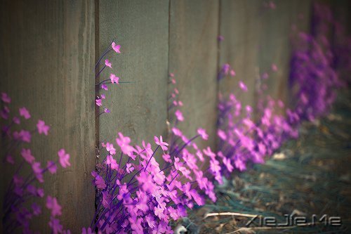 晚安心语:我想要的,一直很简单 (5)