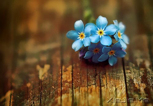 早安心语:人生,就是你一个人的人生 (9)