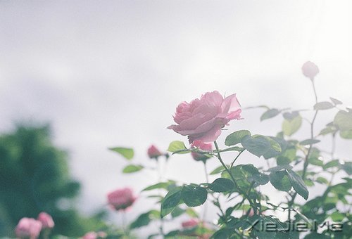 ��һ��΢Ц������ߣ����ַ������ϵ��� (2)