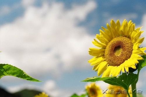 ����������Ƕ��ϵ�̫�죬ȴ���׵�̫�� (1)