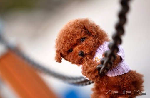 ���֣�ΪʲôҪ��Ƴ�������