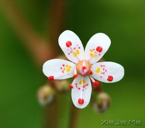 安静,一种淡淡的祥和 (7)