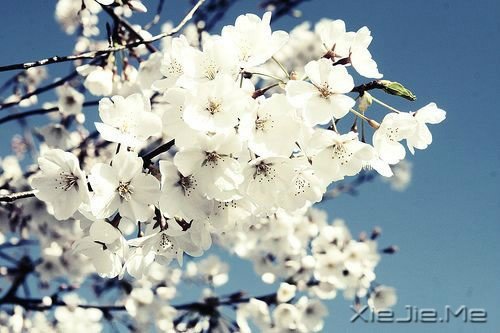 以平常心看世界,花开花谢都是风景