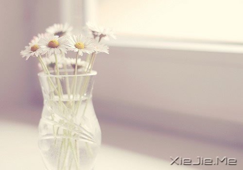 生命,淡然如花就是幸福